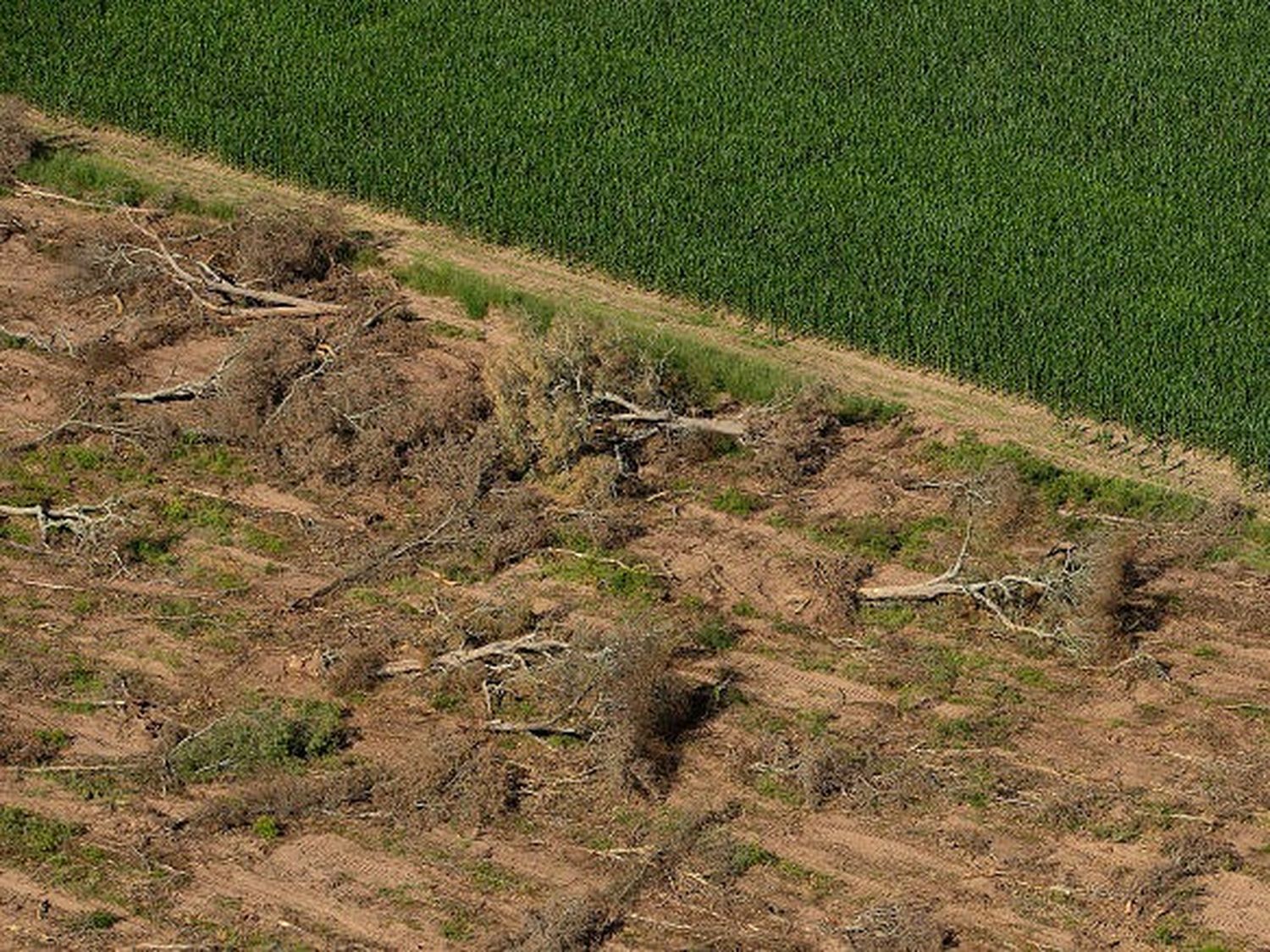 Un fondo internacional para frenar la deforestación: ¿La última esperanza para los bosques?