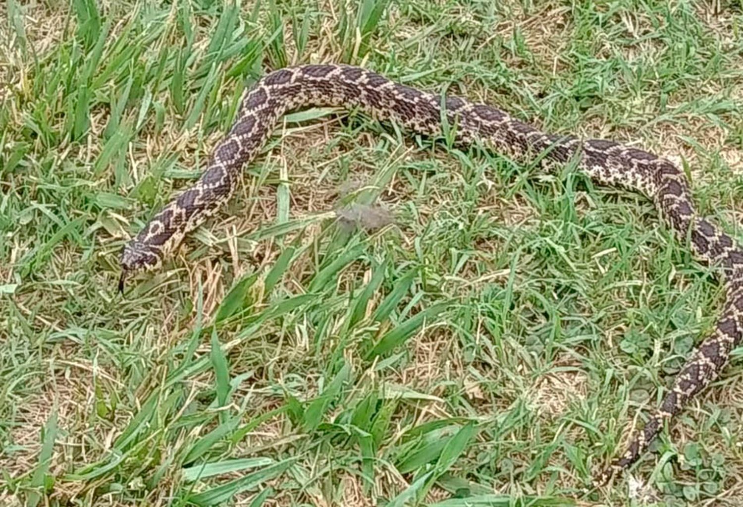 Una mujer atemorizada  por la presencia de una  yarará y alacranes en  la zona de Los Aromos