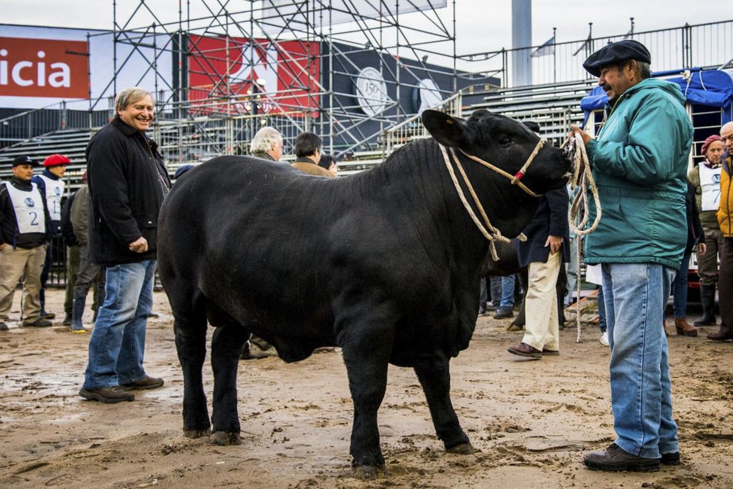 Apolo, un ternero raza Brangus, el primero en ingresar a la Rural
