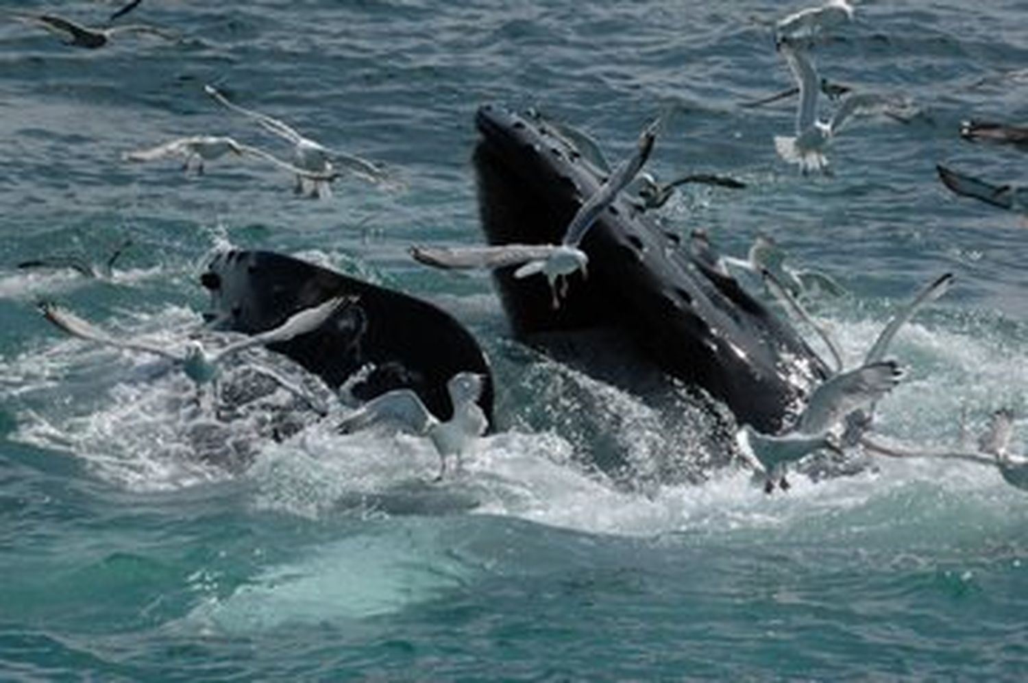 BALLENAS VARADAS mueren en costas de  Australia