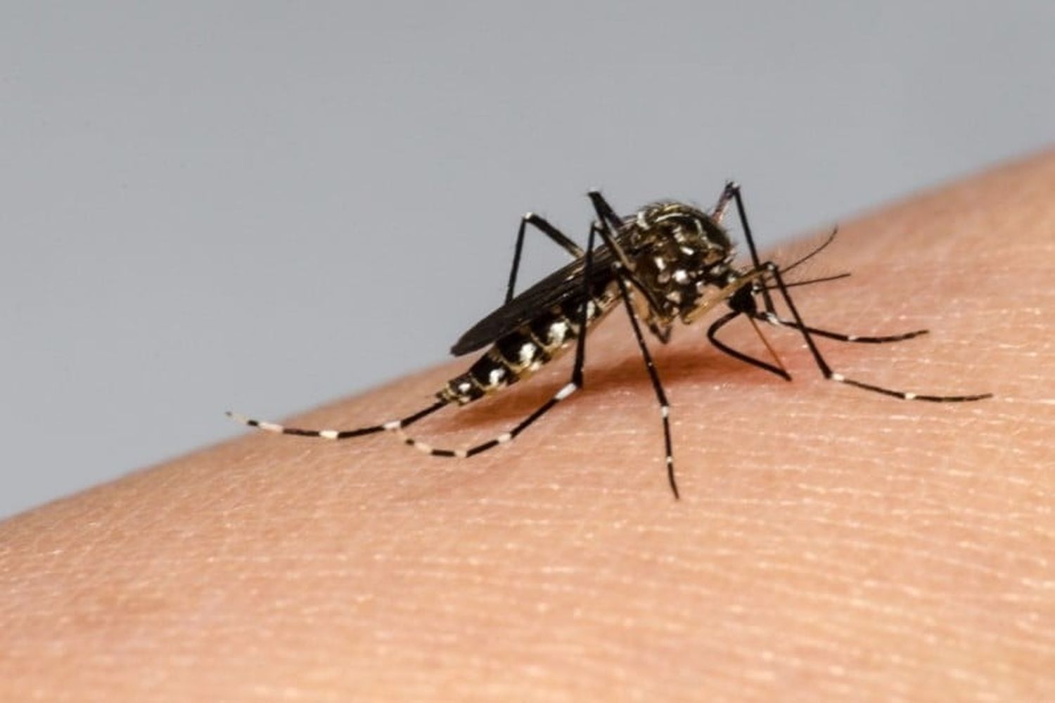 Aedes Aegypti.