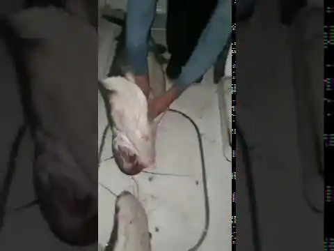 Viral: repudio contra por la matanza de cuatro surubíes megareproductores