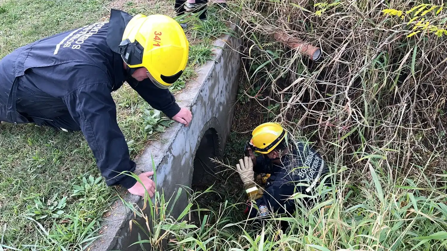 Bomberos rescataron a un perro atrapado en una alcantarilla en Morteros