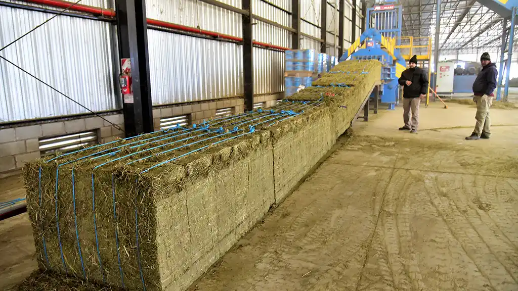Del campo a los fardos que se elabora en la Compañía Argentina de Alfalfa y Forrajes (Cadaf) que luego se envían a Medio Oriente