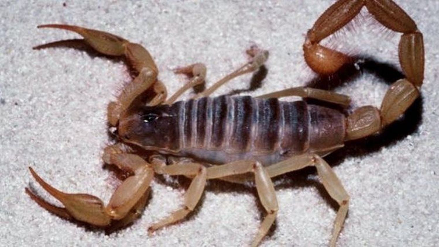 Recomendaciones frente a la presencia de alacranes