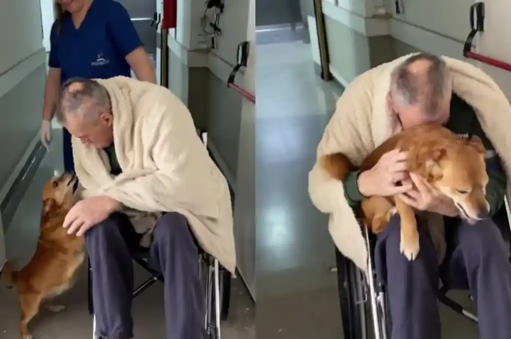 Estuvo 82 días internado y su perro lo recibió a la salida del hospital, en un reencuentro viral (TikTok)