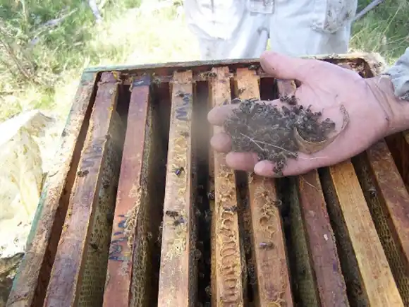 Envenenamiento de colmenas provoca inusual mortandad de abejas en Uruguay