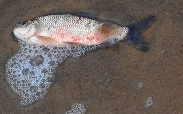 Ñandubaysal: los peces habrían muerto por las bajas temperaturas 