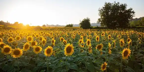 Octubre récord para el girasol: se registró fuerte suba en molienda y exportaciones