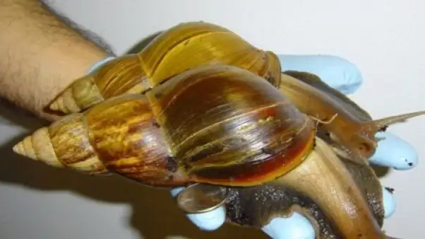Alarma en Corrientes por un caracol gigante tóxico