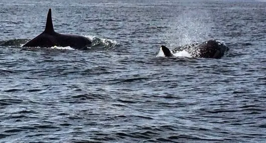 Tres orcas pasaron cerca de la costa de Necochea