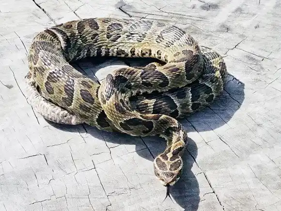 En lo que va del año se han registrado 24 casos de mordeduras de serpientes en la provincia