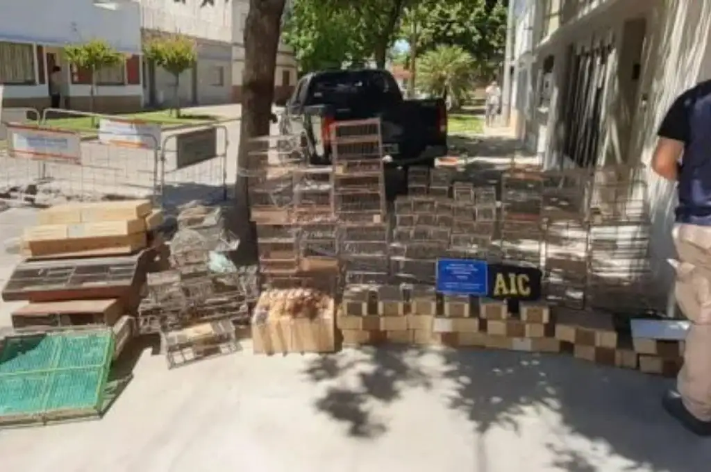 Secuestran más 120 aves y armas de fuego en un operativo en Rosario