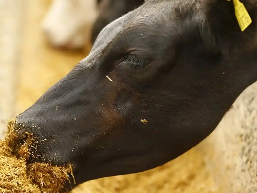 Hoy, el encierre no se realiza por necesidad, sino por el atractivo que ofrece la ecuación del engorde a corral. Crédito: Reuters/Enrique Marcarian
