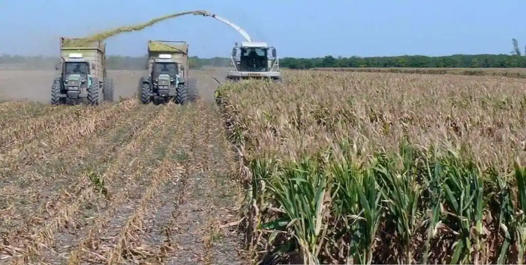 Semana clave para la cosecha y el picado, marcada por excesos hídricos en el centro norte provincial