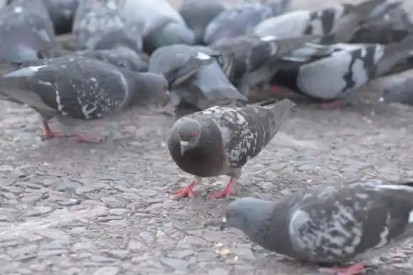 Detuvieron a un hombre que mató aves con un rifle de aire comprimido en Parque Field
