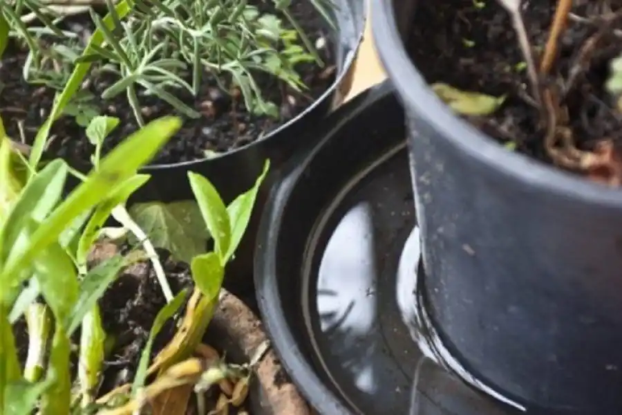 Acciones para prevenir el dengue