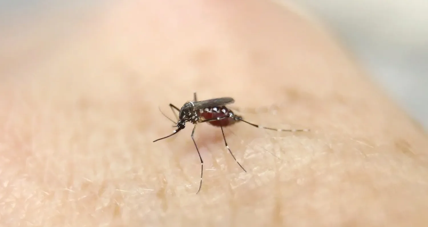 El mosquito Aedes aegypti es el vector que transmite la enfermedad. Crédito: Reuters