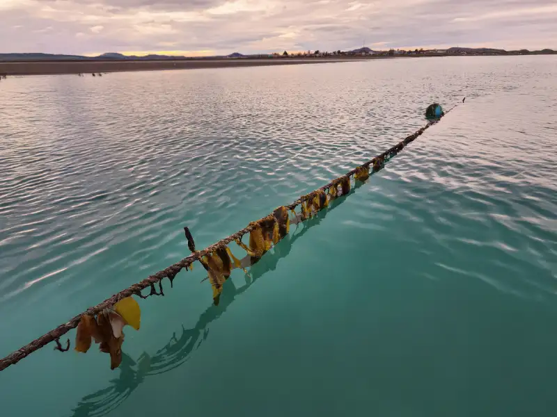 Un proyecto innovador en la Patagonia está abriendo una nueva frontera productiva.