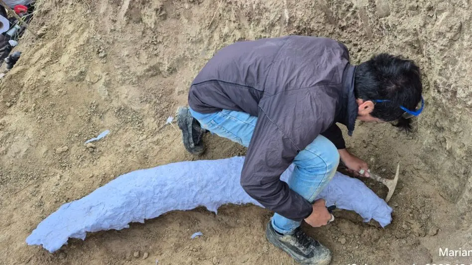 Encontraron un fósil de la Era del Hielo cerca de Miramar