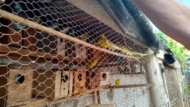 Encontraron 110 aves en cautiverio listas para ser comercializadas