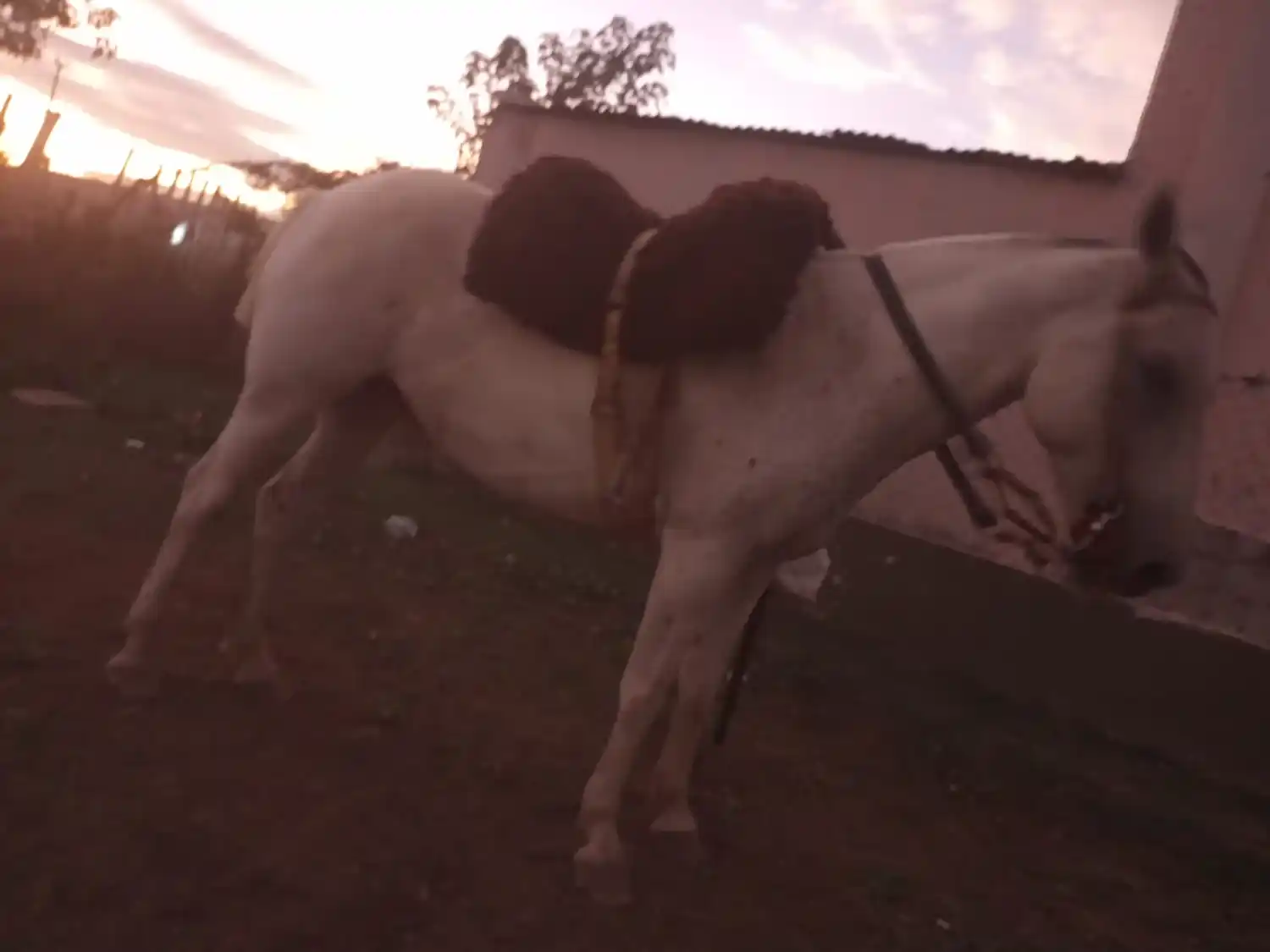 Buscan caballo y potrillo