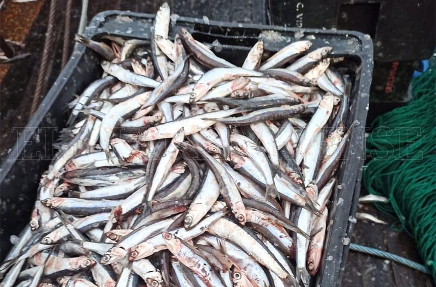 Salida pesificada y anchoíta patagónica en Mar del Plata