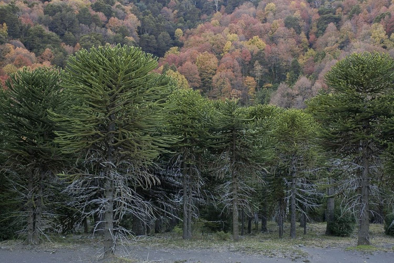 Bosques saludables, personas saludables