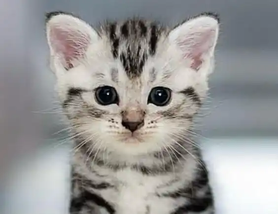 Parpadeos lentos: amor felino en un gesto. Fortalece tu vínculo con tu gato.