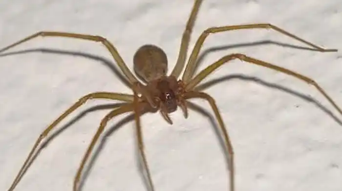Alerta: una mujer murió por la picadura de una araña parda