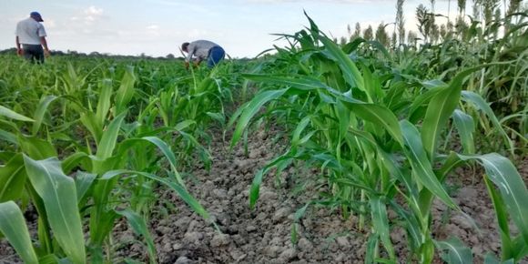 Miles de hectáreas de maíz en riesgo en Guárico por falta de fertilizantes