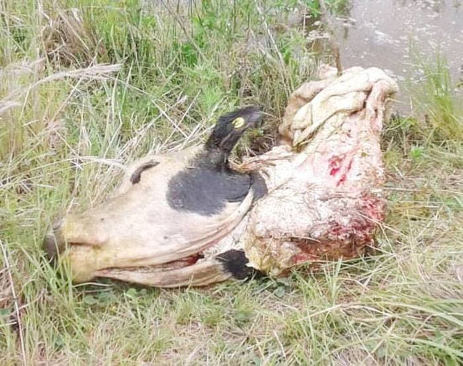 Faena clandestina y robo de carne en los campos de la zona