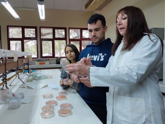 Analizan cepas para inocular alfalfas que mejoran su productividad y disminuyen el daño ambiental