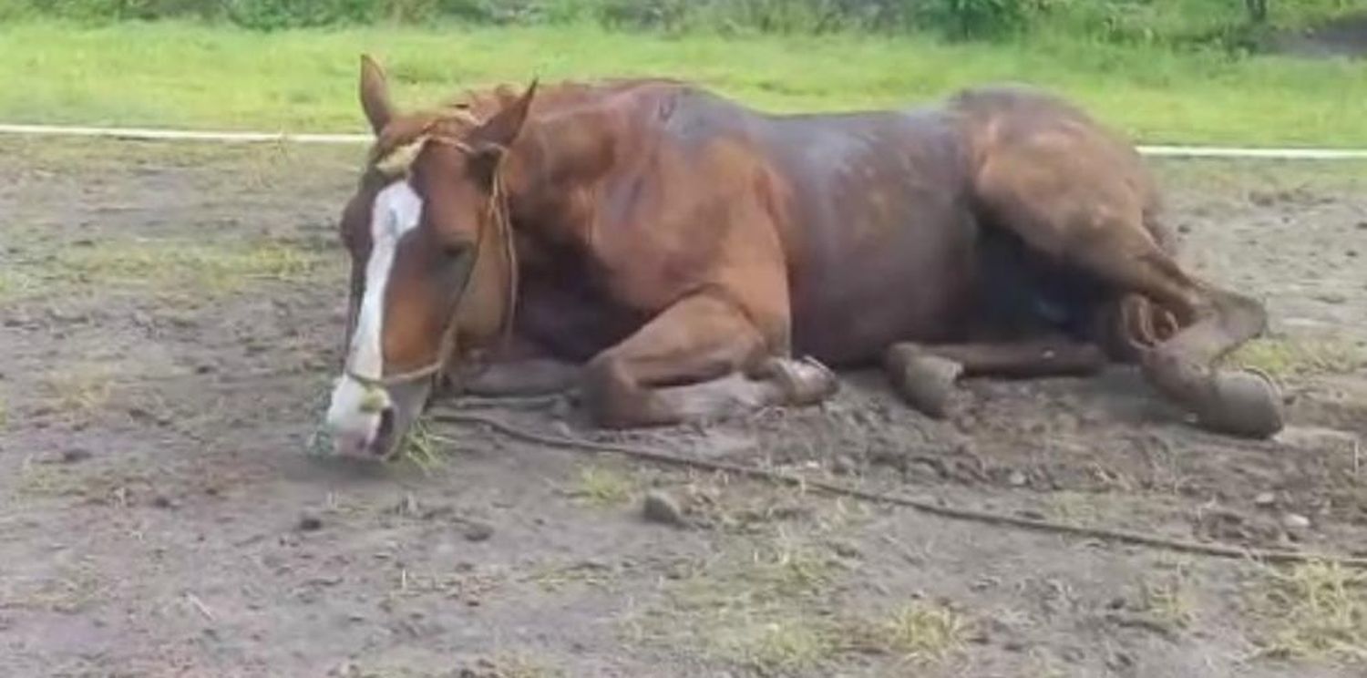 El estudio se realizará en humanos y animales.