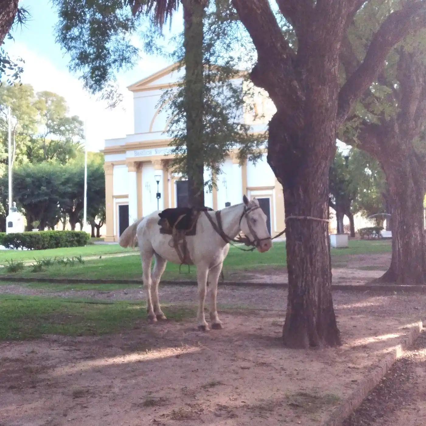 El animal estaba atado a uno de los árboles de la plaza. PH. Roberto Young.