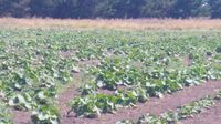 La próxima semana se realizará el Sexto Encuentro Agroecológico