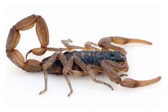 Comienzan los días de calor y aparecen los alacranes