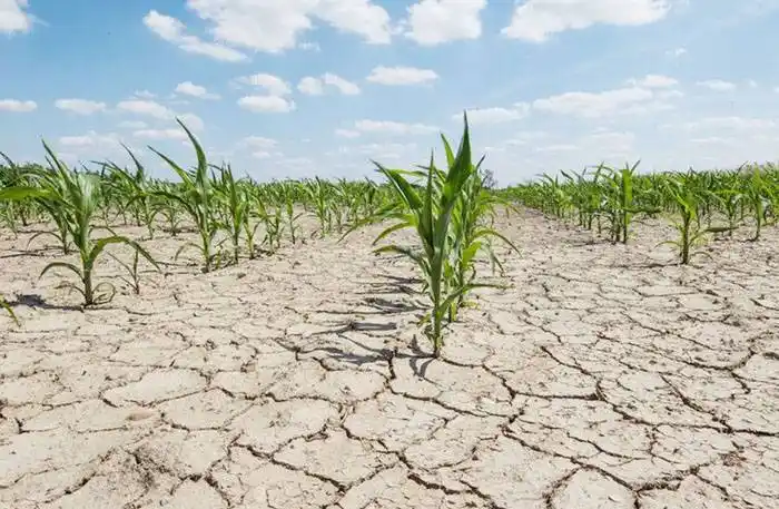 El campo espera que esta semana se declare  la emergencia agropecuaria