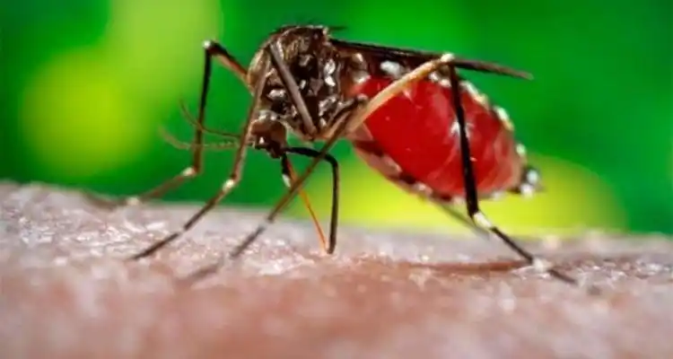 Alerta sanitario por fiebre Chikungunya