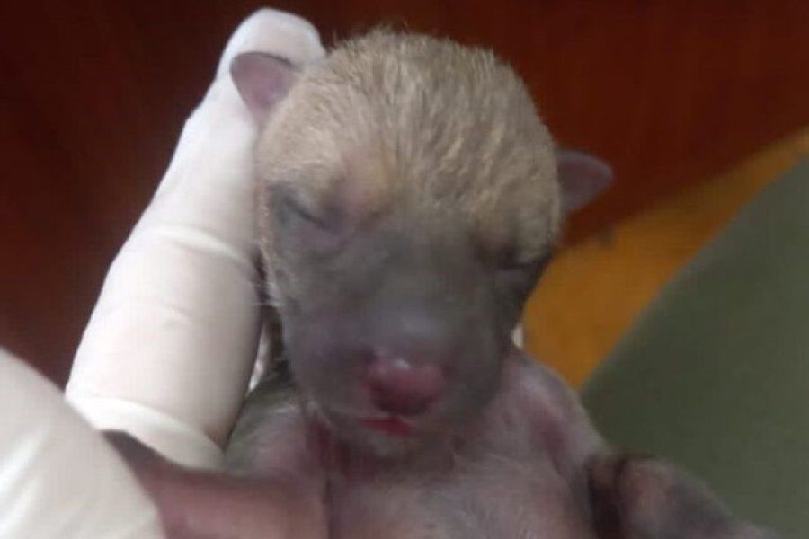 Rescataron dos zorros bebés que se encontraban en un desagüe