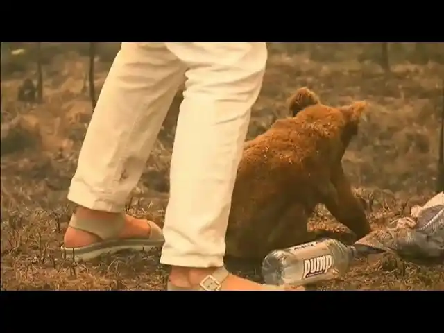 Murió Lewis, el koala rescatado durante los incendios de Australia