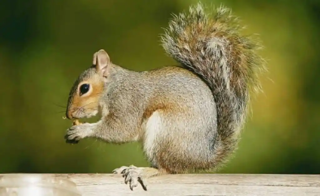 Encuentran una ardilla con peste bubónica en Colorado