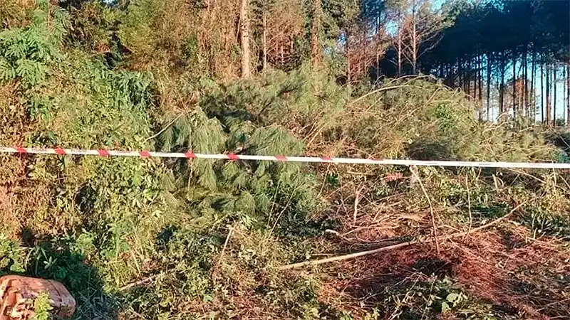 Un joven de 22 años murió aplastado por un árbol mientras trabajaba cortando pinos