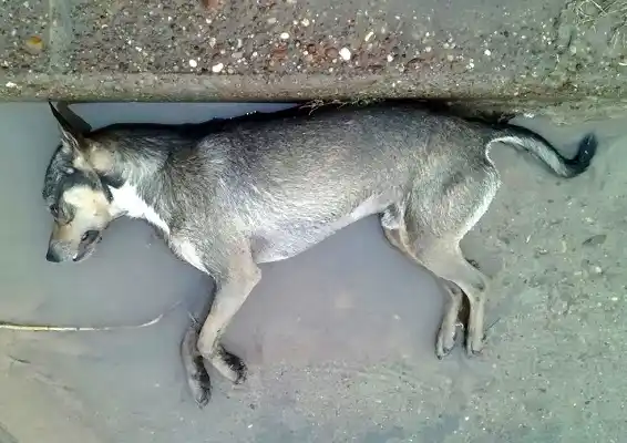 Otra vez denuncian envenenamiento de perros en la ciudad 