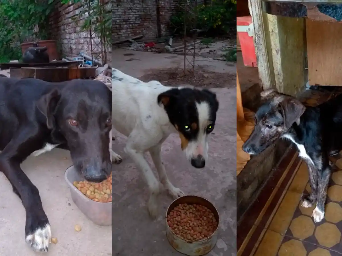 La Protectora busca una familia para 14 animales rescatados 