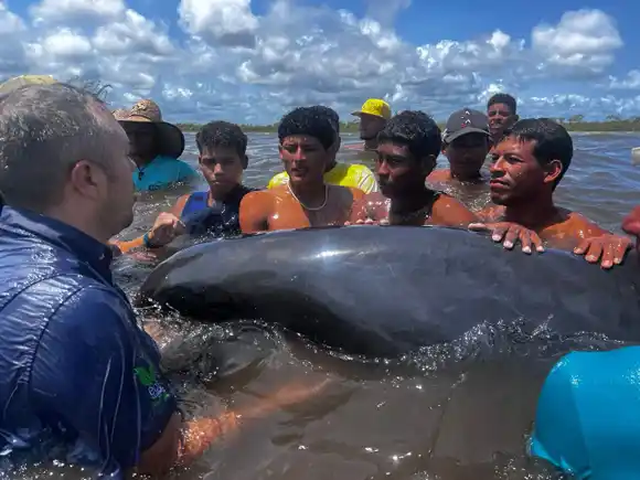 RESCATAN a 200 delfines varados en playa de Falcón (Video)