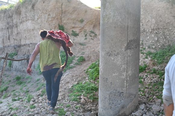 Vuelco de camión jaula: “no se escapó ninguna vaca, las mataron a todas”, confirmó Román Montenegro