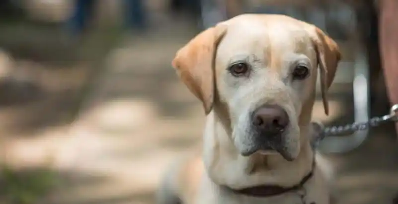 Alerta en Misiones por ola de casos de maltrato animal