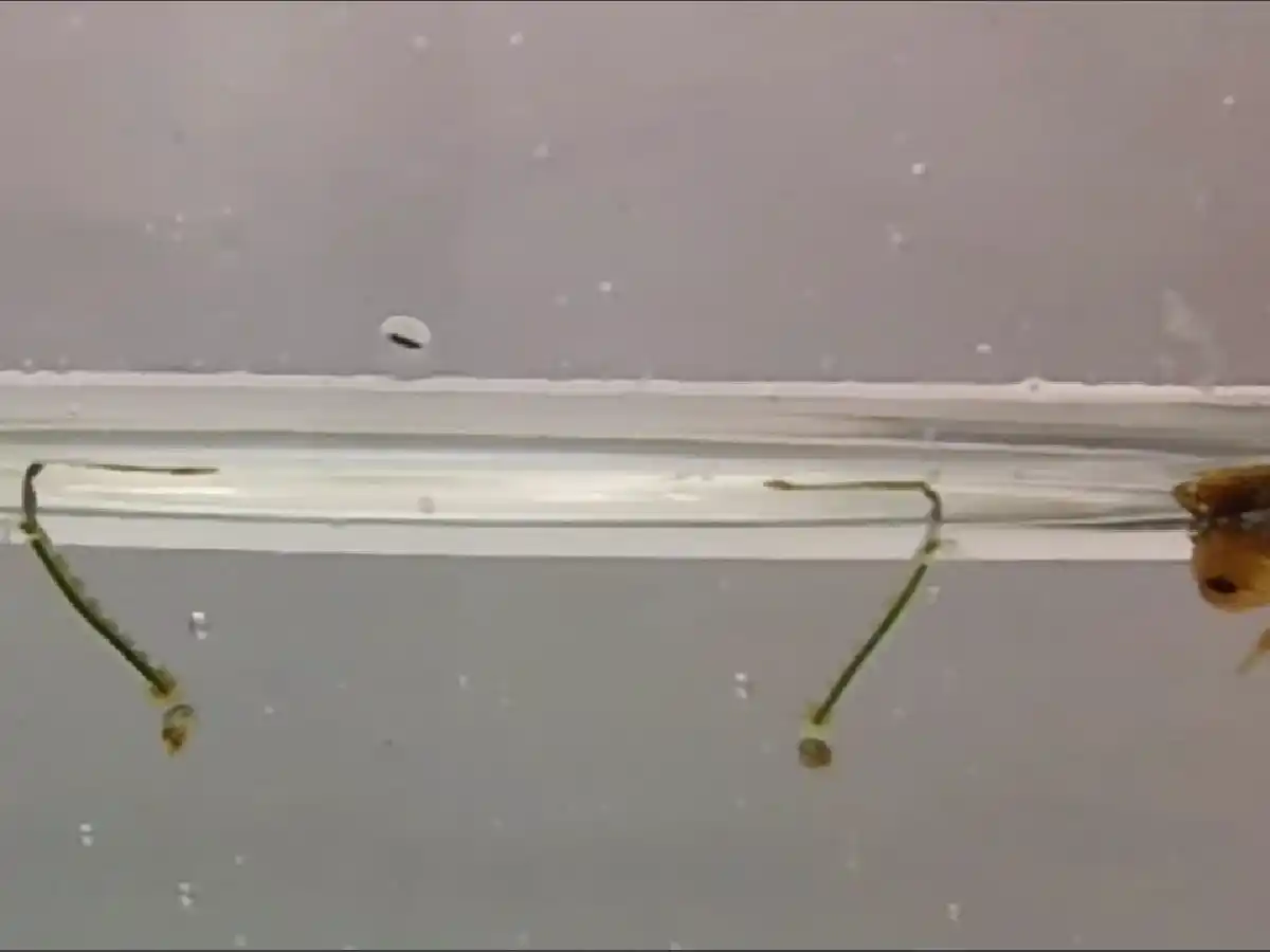 El INTA presentó un producto para combatir las larvas del mosquito que puede usarse en agua potable