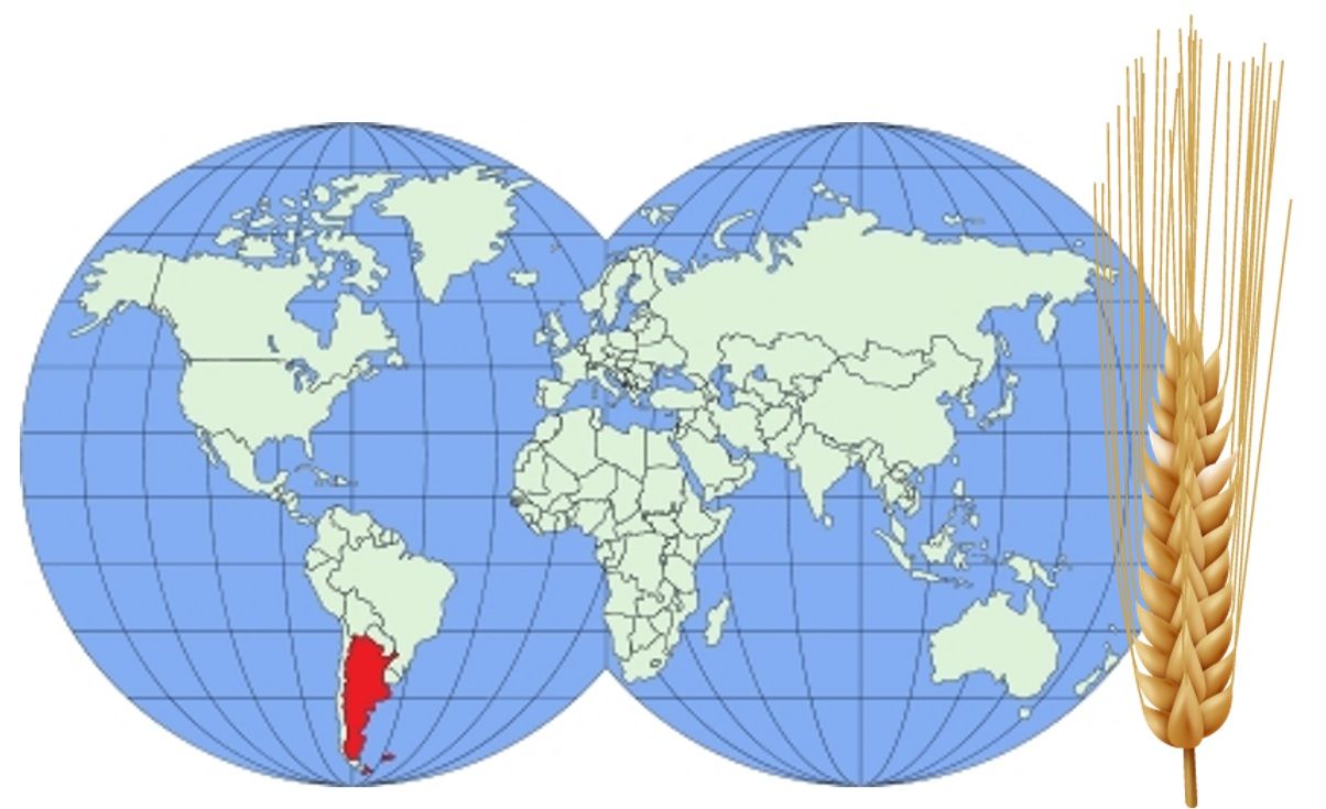 La evolución mundial del mercado trigo y los desafíos locales